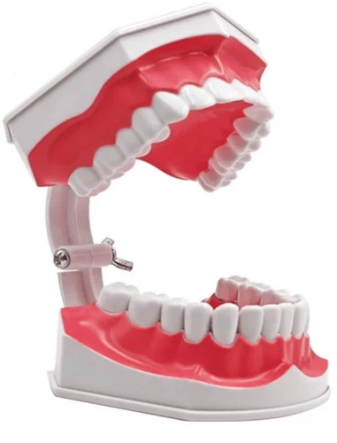 Dental Model